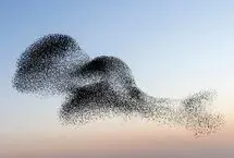 ببینید؛ رقص هزاران سار مهاجر در آسمان آنکارا