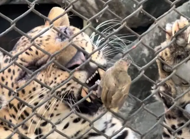 شکار ناباورانه‌ پرنده کوچک توسط یک پلنگ