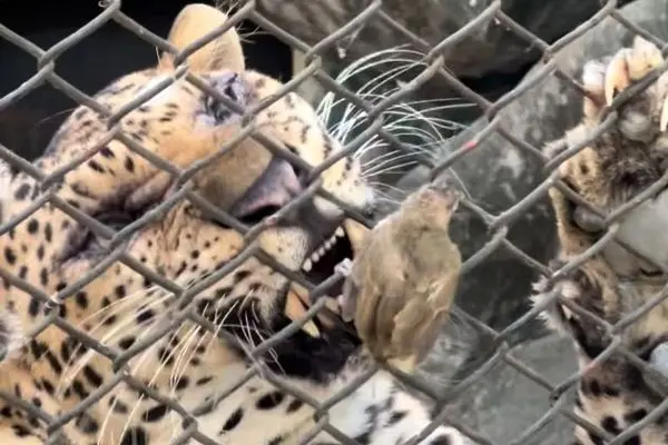 شکار ناباورانه‌ پرنده کوچک توسط یک پلنگ