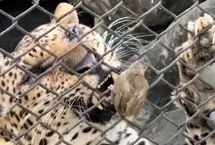 شکار ناباورانه‌ پرنده کوچک توسط یک پلنگ