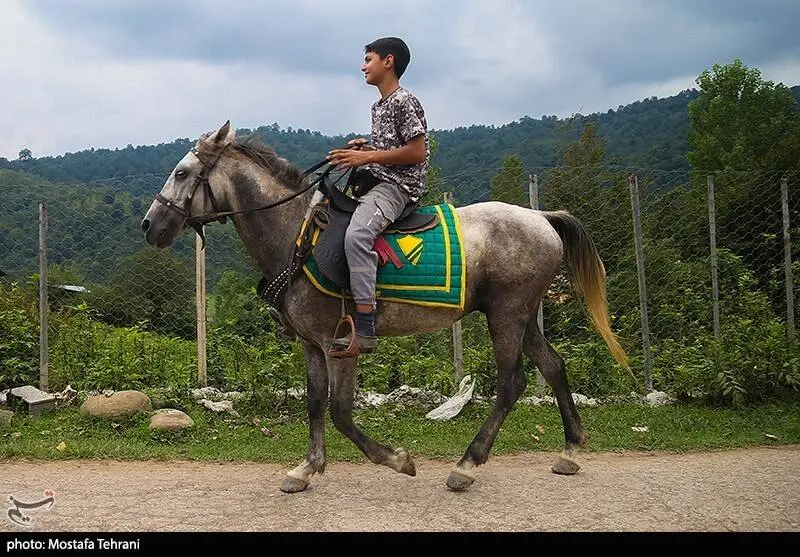 گالری