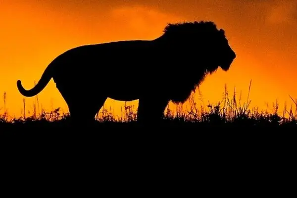  لحظه خرد شدن غرور شیر جوان در برابر لاشخورها