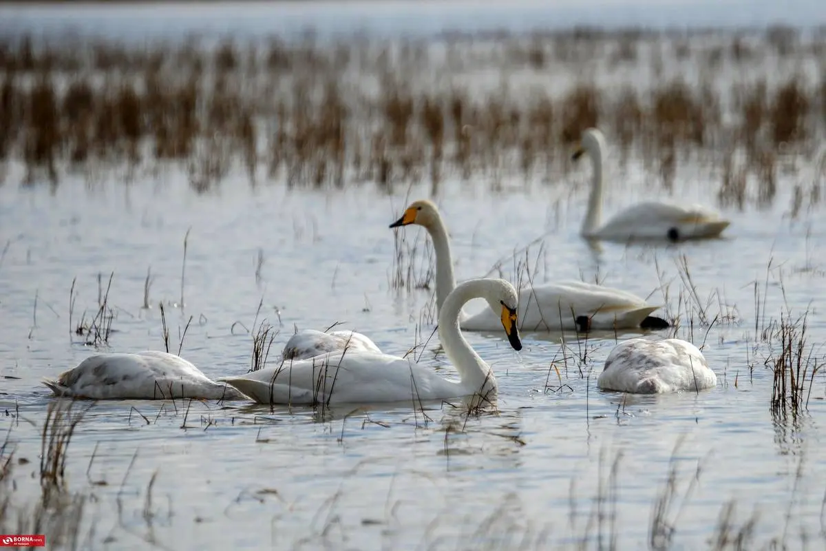 تصاویر؛ سرخرود مازندران میزبان قو‌های آوازخوان 12