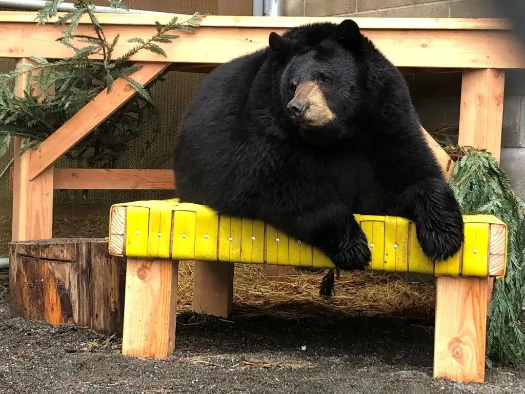خرسی که با پای خودش به باغ وحش رفت!