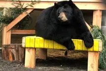 خرسی که با پای خودش به باغ وحش رفت!