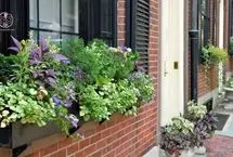 ۱۰ گیاه خوشبو برای کاشتن در ورودی خانه