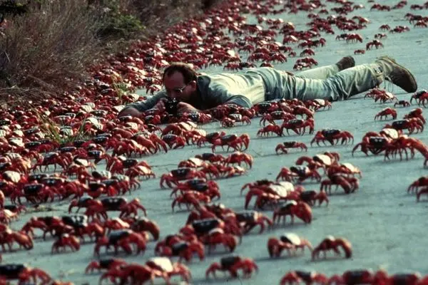 ببینید؛ آغاز مهاجرت میلیون‌ها خرچنگ قرمز در جزیره کریسمس