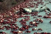 ببینید؛ آغاز مهاجرت میلیون‌ها خرچنگ قرمز در جزیره کریسمس