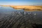 احیای تالاب میقان پس از مدتها خشکسالی‌