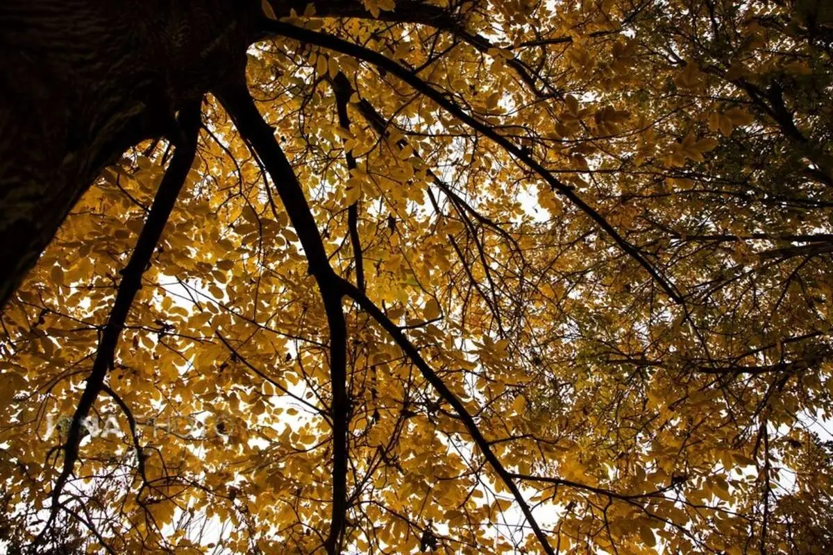 تصاویر؛ اَلِشتَر؛ تابلوی زنده پاییز در قلب زاگرس