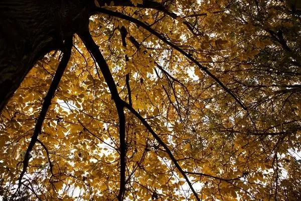 تصاویر؛ اَلِشتَر؛ تابلوی زنده پاییز در قلب زاگرس