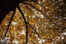 تصاویر؛ اَلِشتَر؛ تابلوی زنده پاییز در قلب زاگرس