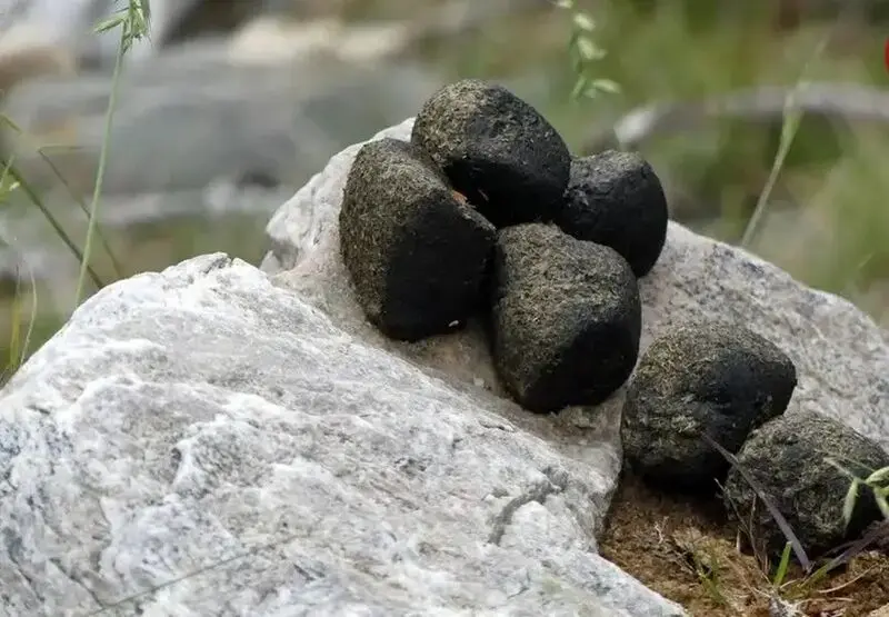 ومبت