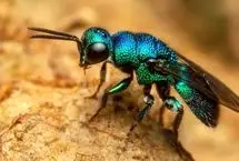 کشف اولین جاندار جهان که می تواند گذر عمر خود را متوقف کند