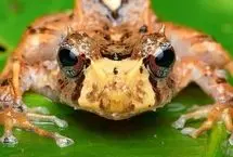 تصاویر؛ قورباغه شاخ‌دار افسانه‌ای در قاب ماکرو