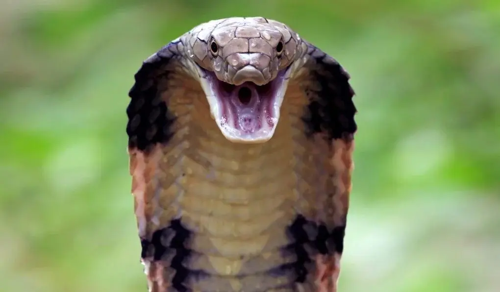 ببینید؛ عملیات نفس‌گیر برای گرفتن مار کبرا ۴ متری  