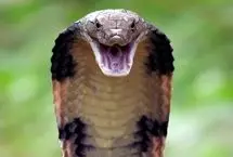 ببینید؛ عملیات نفس‌گیر برای گرفتن مار کبرا ۴ متری  