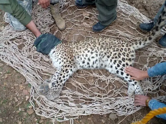 علت مرگ یک پلنگ در پناهگاه حیات وحش عباس‌آباد اصفهان