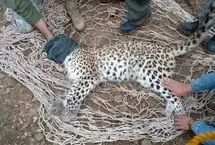 علت مرگ یک پلنگ در پناهگاه حیات وحش عباس‌آباد اصفهان