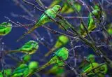 تصاویر؛ تجمع هزار طوطی در یک درخت 