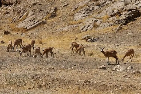تصاویر؛ افتتاح پاسگاه محیط‌بانی در شرق تهران