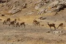 تصاویر؛ افتتاح پاسگاه محیط‌بانی در شرق تهران