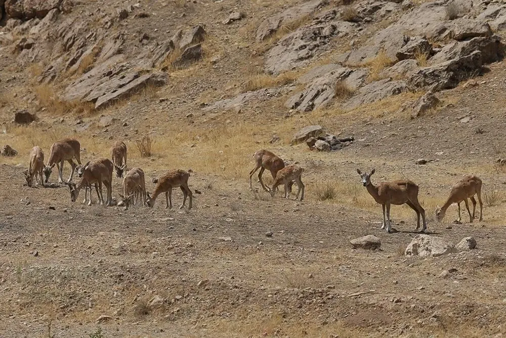 تصاویر؛ افتتاح پاسگاه محیط‌بانی در شرق تهران