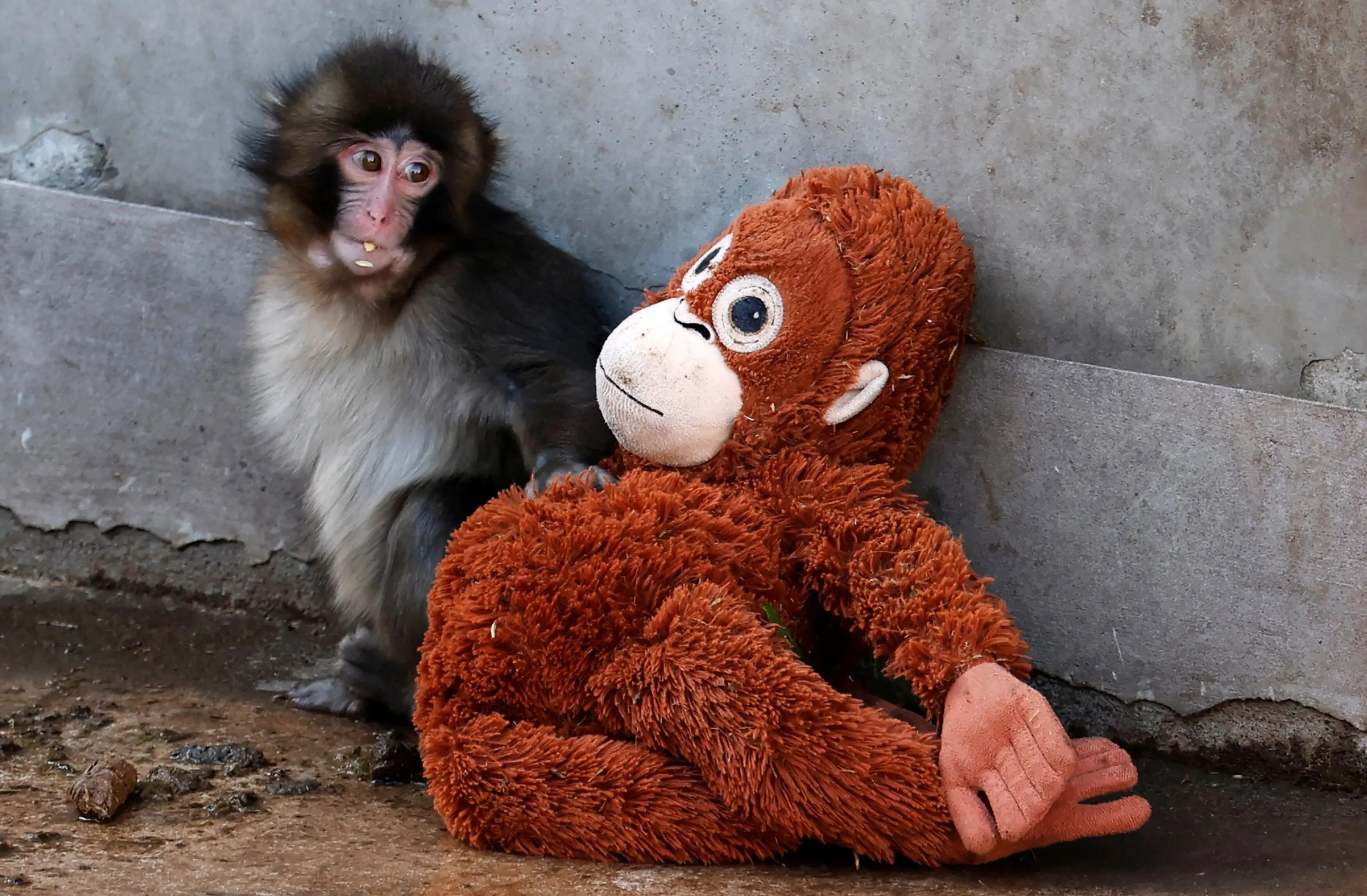  چرا بچه‌میمون ۶ ماهه سوژهٔ جهانی شبکه‌های اجتماعی شده است؟
