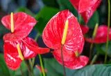 گیاهان آپارتمانی که عشق را به خانه می‌آورند
