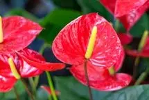 گیاهان آپارتمانی که عشق را به خانه می‌آورند
