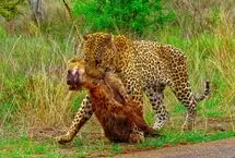 صحنه‌ای بسیار نادر؛ پلنگ لاشه کفتار را بالای درخت برد