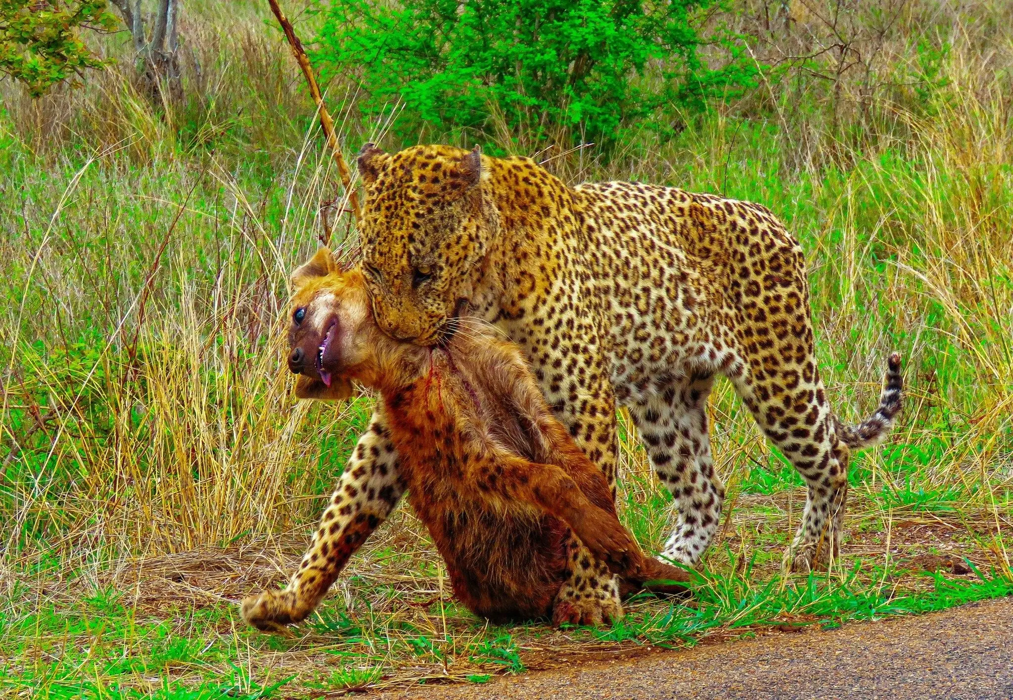 صحنه‌ای بسیار نادر؛ پلنگ لاشه کفتار را بالای درخت برد
