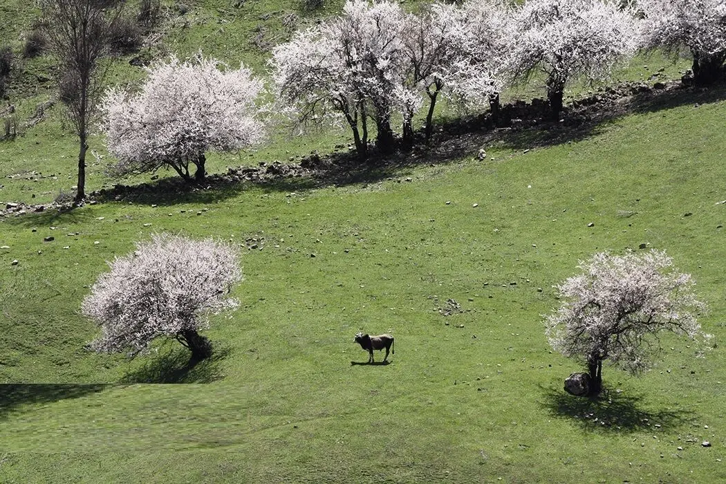 تصاویر؛ لبخند شکوفه‌های بهاری در کوهستان چالوس
