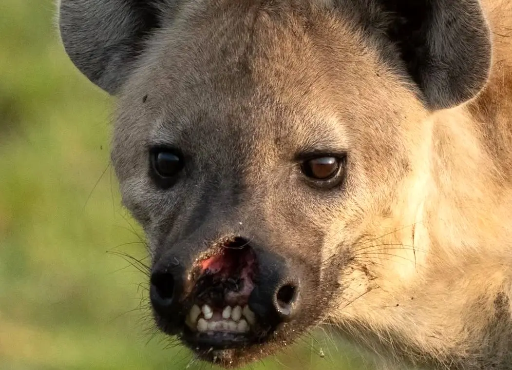 تصاویر؛ یک کفتار با لب پاره شده خبرساز شد