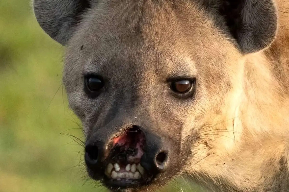 تصاویر؛ یک کفتار با لب پاره شده خبرساز شد