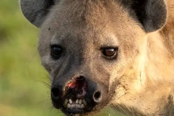 تصاویر؛ یک کفتار با لب پاره شده خبرساز شد