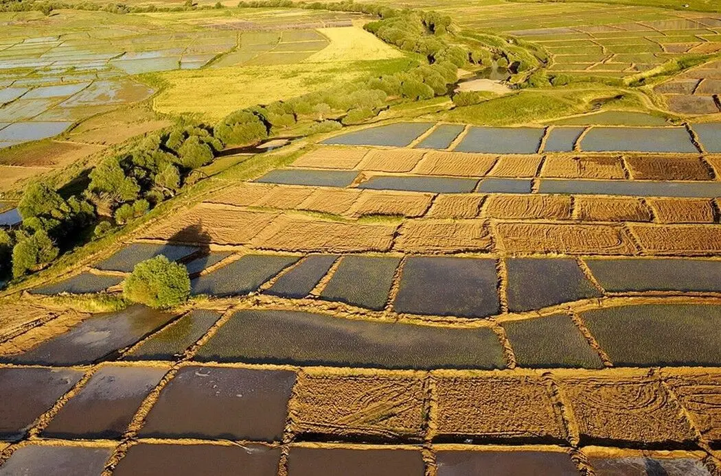 خبر خوش وزیر دادگستری برای کشاورزان؛ زمین‌های خرد هم سند رسمی می‌گیرند
