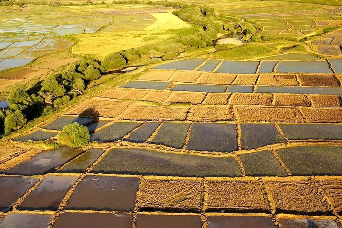 خبر خوش وزیر دادگستری برای کشاورزان؛ زمینهای خرد هم سند رسمی میگیرند