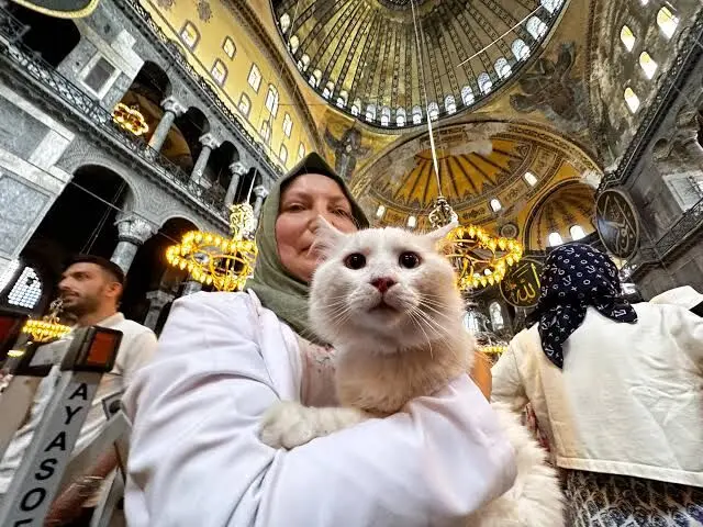 میوی یک گربه بر منبر مسجد نمازگزاران را خنداند