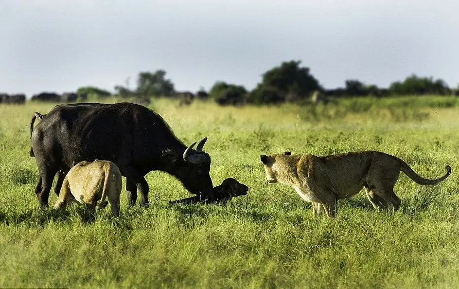 نگاه دردناک بوفالوی مادر به شکار شدن گوساله‌اش توسط شیر  