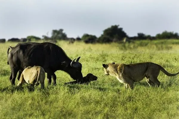 نگاه دردناک بوفالوی مادر به شکار شدن گوساله‌اش توسط شیر  