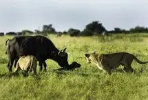 نگاه دردناک بوفالوی مادر به شکار شدن گوساله‌اش توسط شیر  