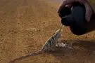 مارمولکی که در میان آتش‌سوزی از دست آتش‌نشان آب نوشید