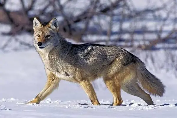 یک گرگ با گردن قو؛ تصویری از تلاش برای بقا