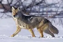 یک گرگ با گردن قو؛ تصویری از تلاش برای بقا