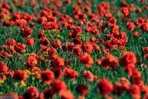 تصاویر؛ طبیعت هزار رنگ جلگه ارومیه