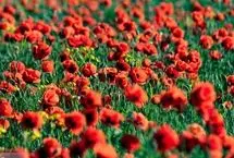 تصاویر؛ طبیعت هزار رنگ جلگه ارومیه