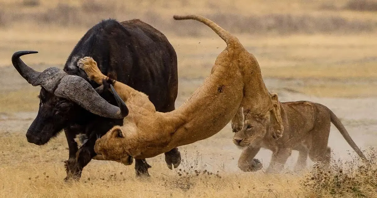 لگد سنگین بوفالو به سینه شیر ماده