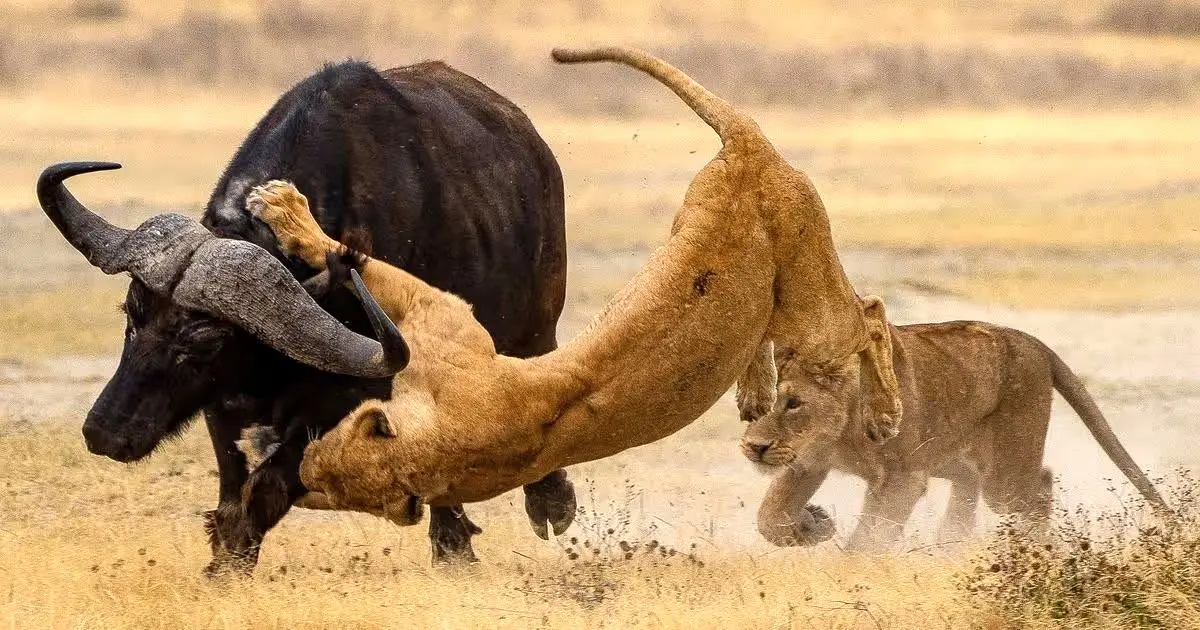 لگد سنگین بوفالو به سینه شیر ماده