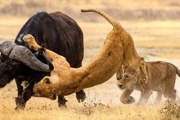 لگد سنگین بوفالو به سینه شیر ماده